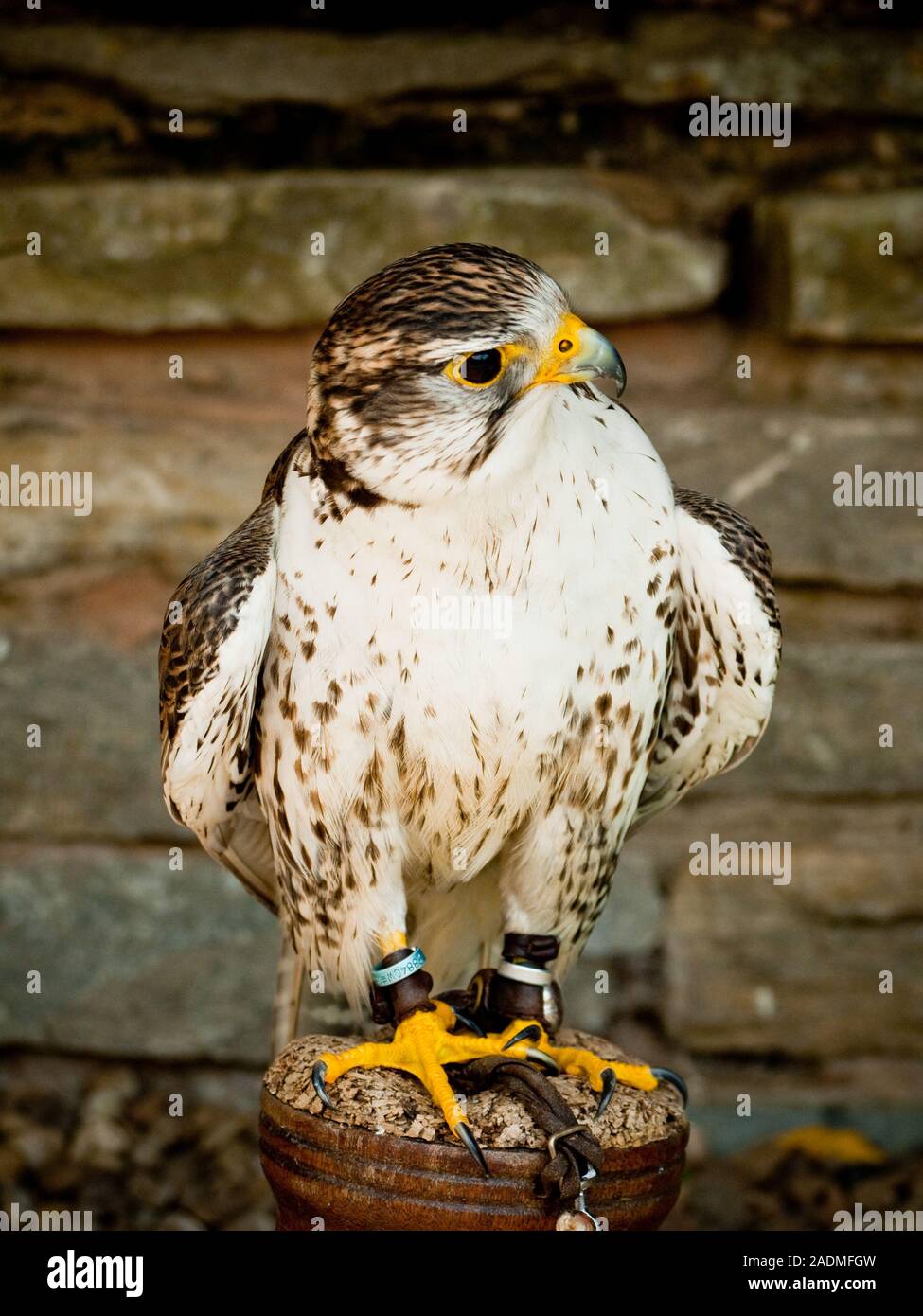 Falcon, bird of prey Stock Photo - Alamy