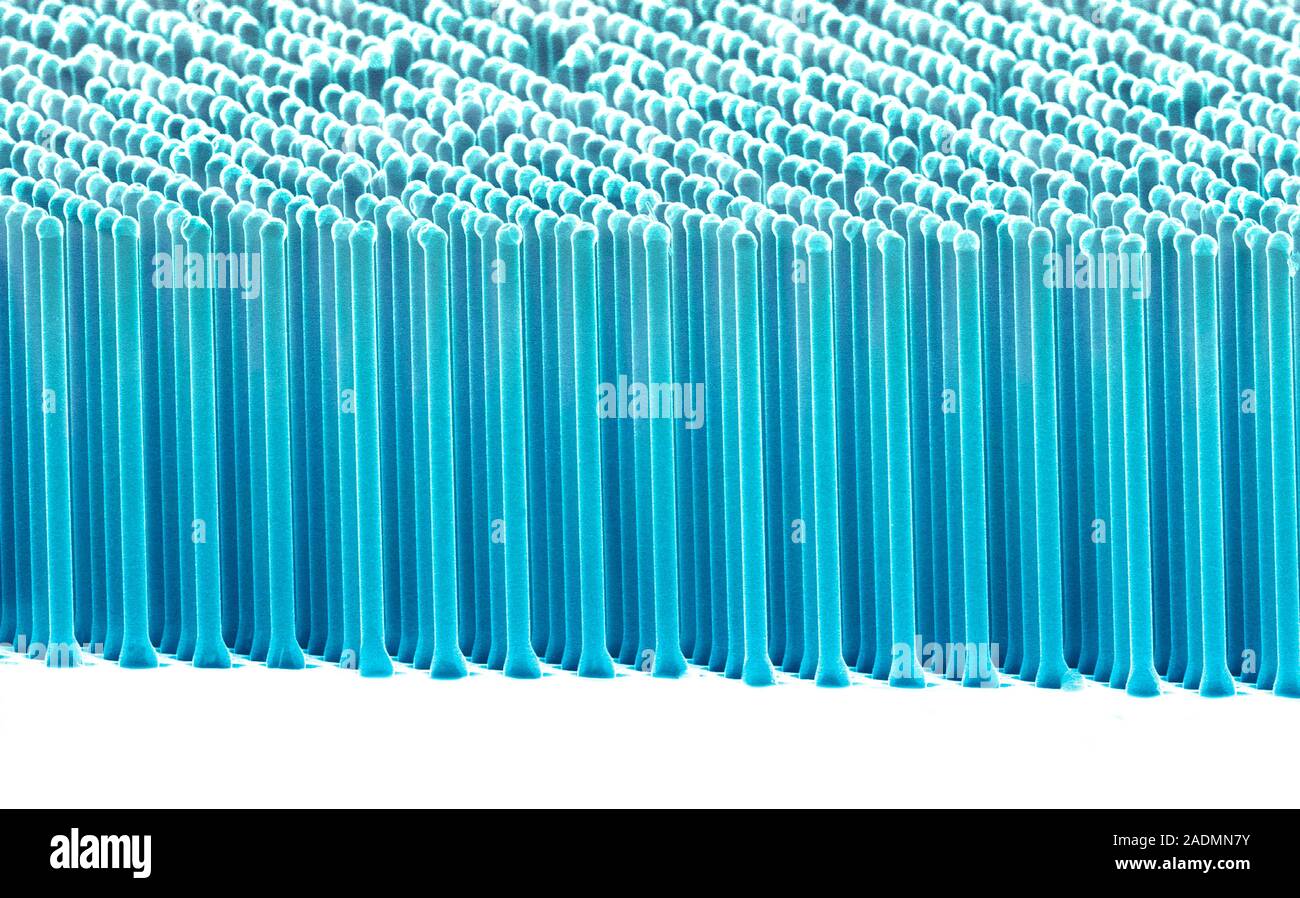 Silicon nanorods. Coloured scanning electron micrograph (SEM) of ...