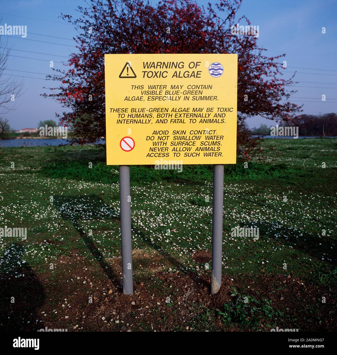 Toxic algae warning sign. Blue-green algae (or cyanobacteria) are ...