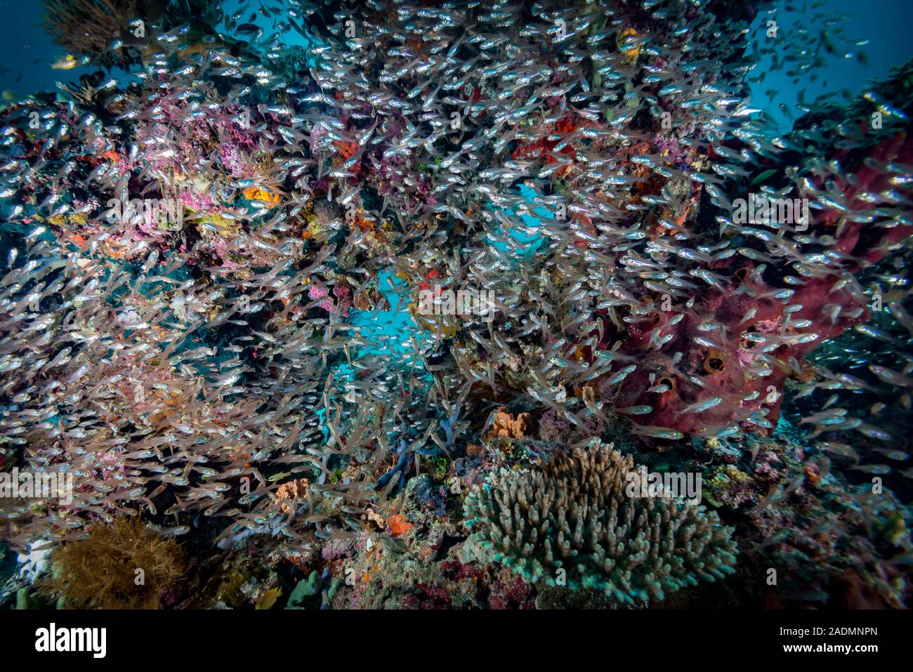 Tropical Coral Reef Underwater Indonesia Stock Photo