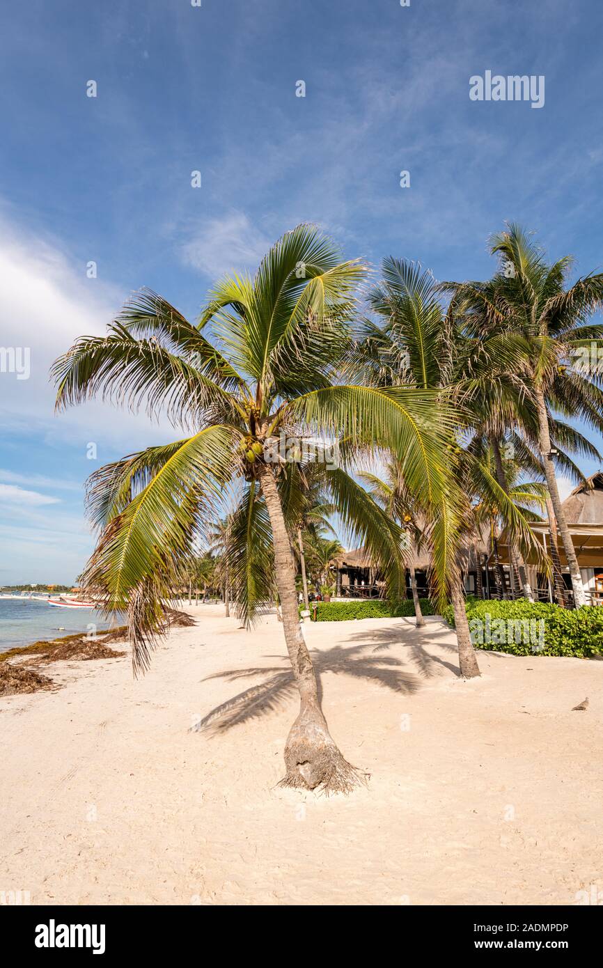 Coconut Palm tree on the sandy beach background blue sky Stock Photo ...