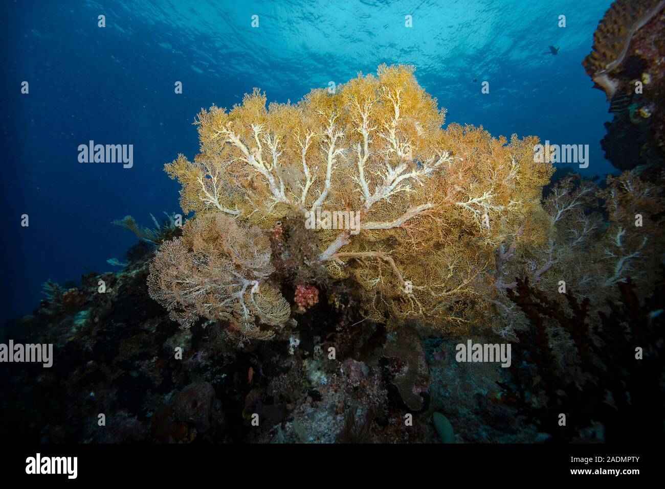 Underwater Tropical Coral Reef Stock Photo