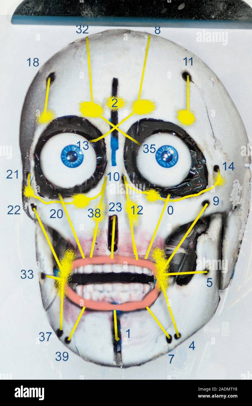 Humanoid robot skull, Diagram of a robot skull that will form the base of a robot  Albert Einstein head created by US robot designer David Hanson. The Stock  Photo - Alamy