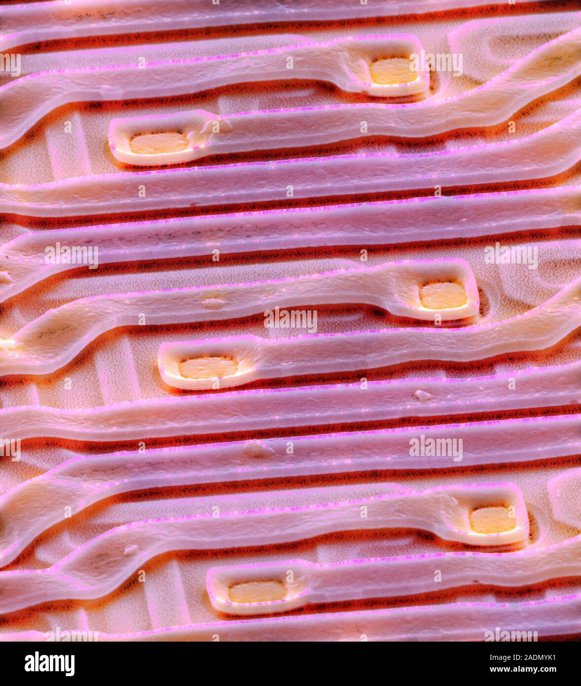 Computer chip. Coloured scanning electron micrograph (SEM) of metal ...