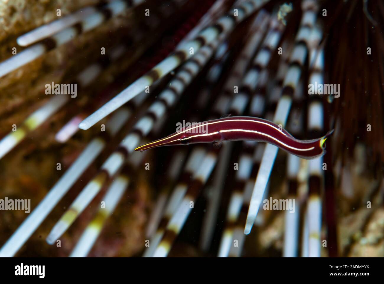 Long-Snout Clingfish Diademichthys lineatus Stock Photo