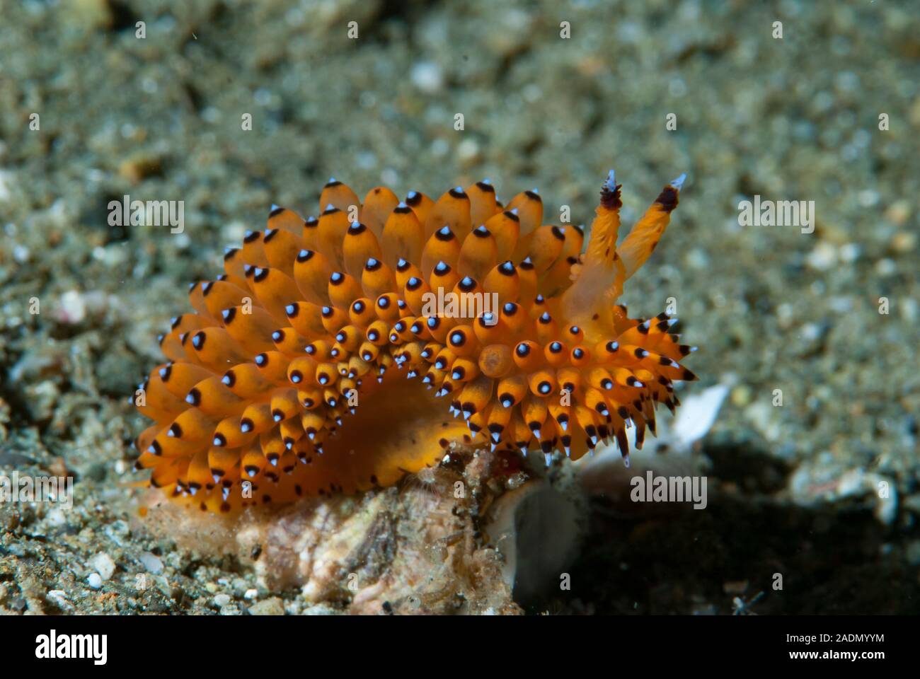 Nudibranch Janolus sp. 1 Stock Photo