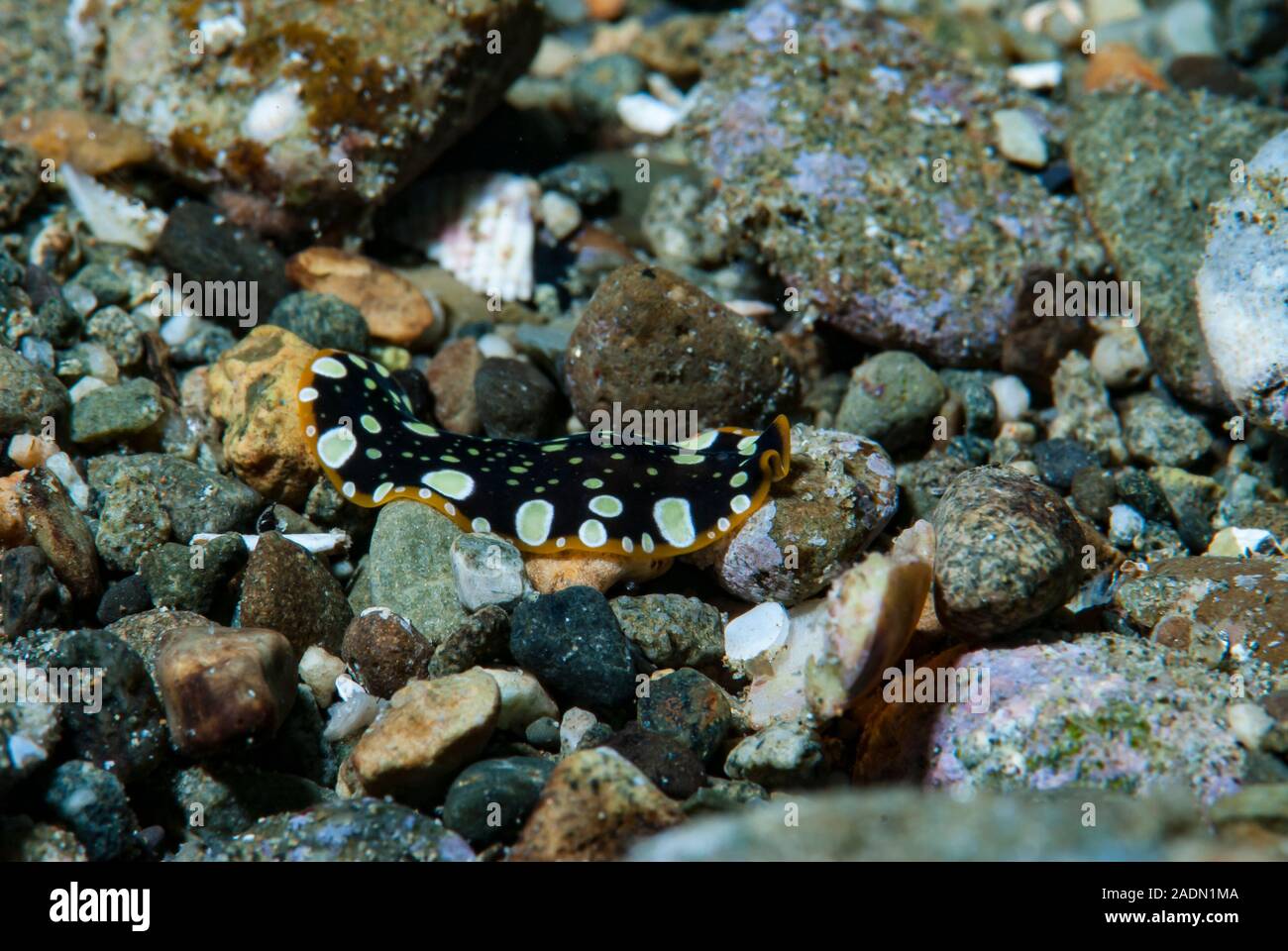Underwater Marine Life Photography, Sea Creatures Stock Photo