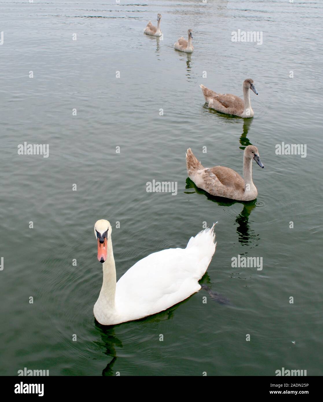 A mute swan family moves through the water in a single file line which forms a pleasing curve from the bottom to the top of the portrait style photo. Stock Photo