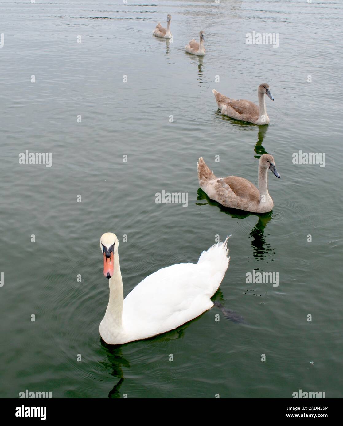 A mute swan family moves through the water in a single file line which ...