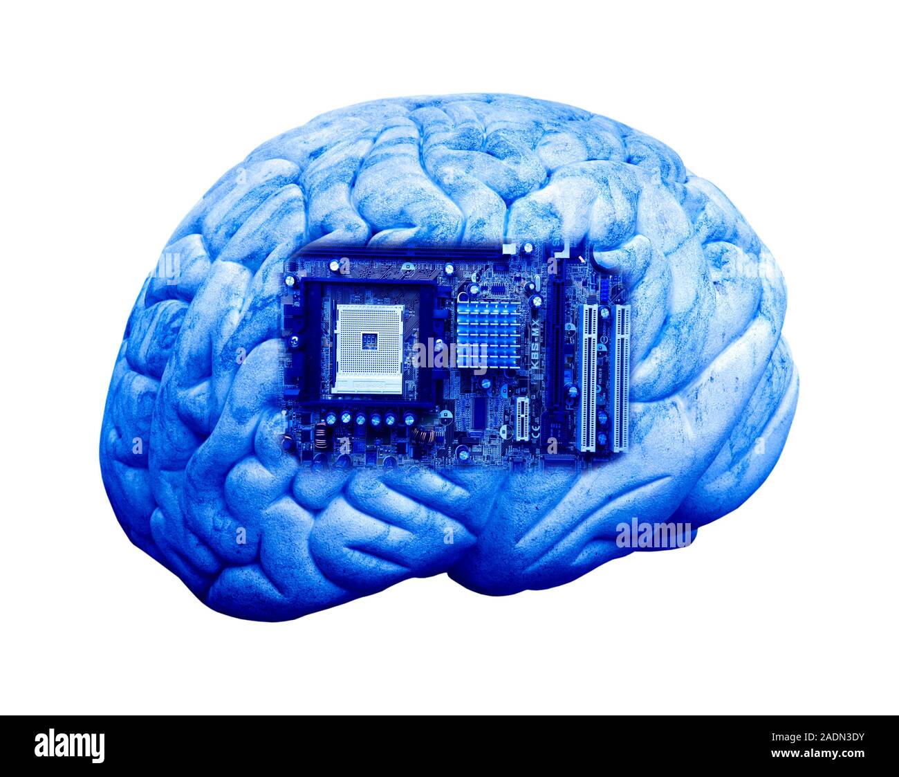 Artificial intelligence and cybernetics, conceptual image. This image of a computer motherboard, superimposed on a human brain, could represent concep Stock Photo