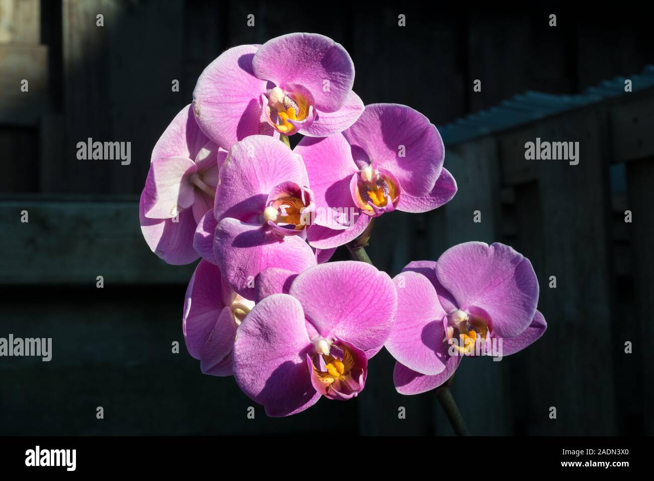 Beautiful lila to purple orchid - phalaenopsis flowers on a dark background Stock Photo