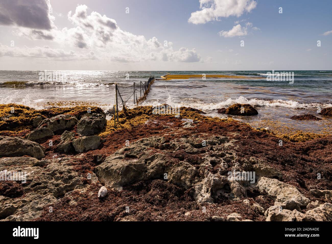 Traps to prevent Sargassum seaweed spreading onto tourist beaches