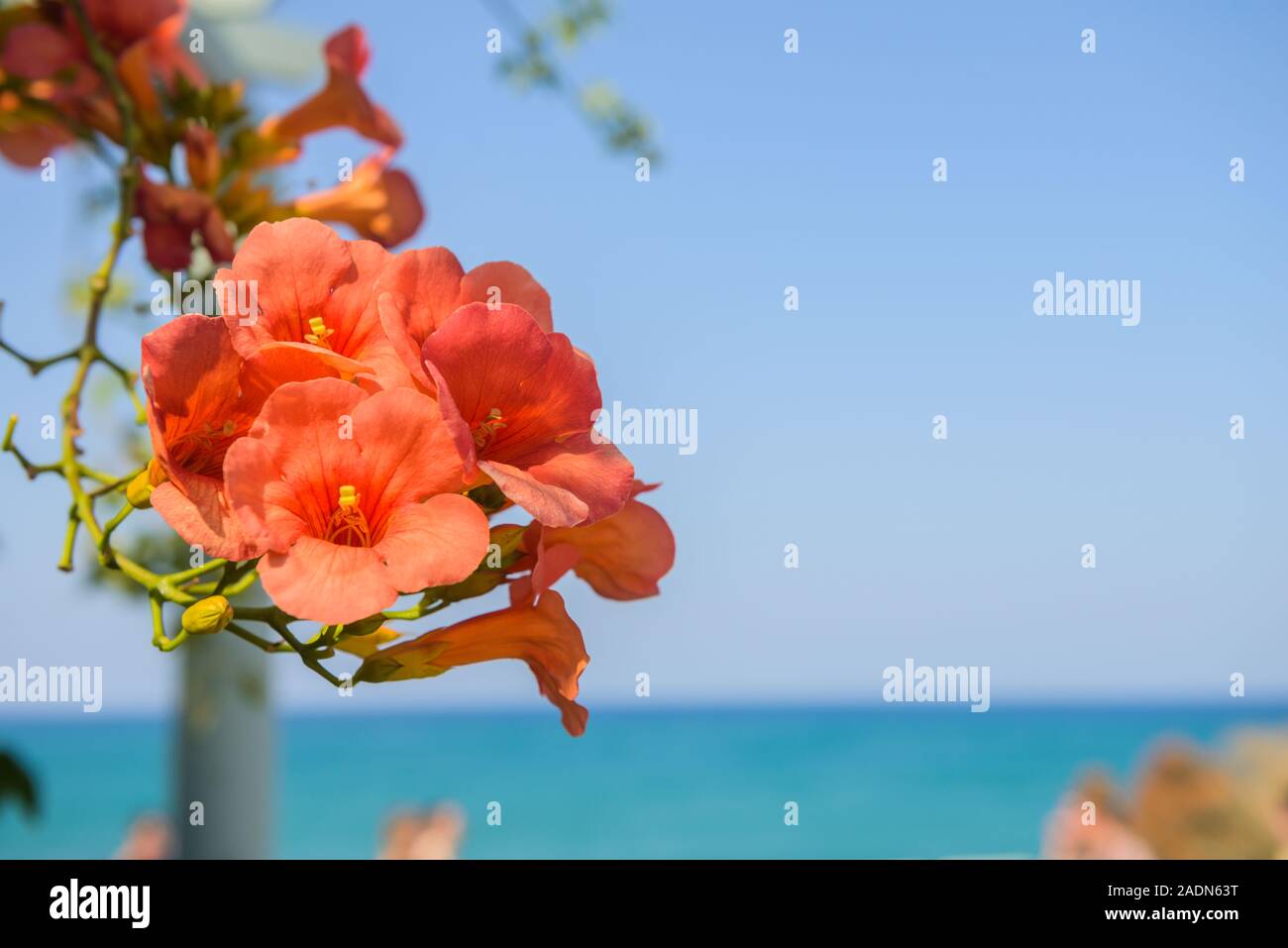 Rose bushes of flowers against blue sky and sea. Nature, sea concept. Horizontal close-up shot. Composition. Greece. Heraklion. Sunny summer day. Stock Photo