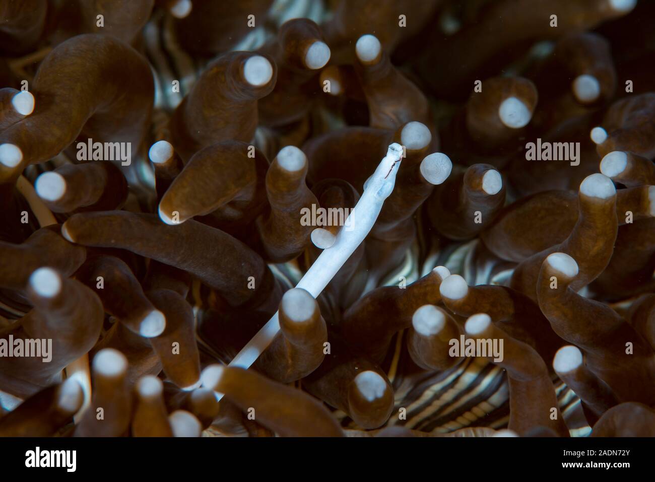 Mushroom Coral Pipefish Siokunichthys nigrolineatus Stock Photo