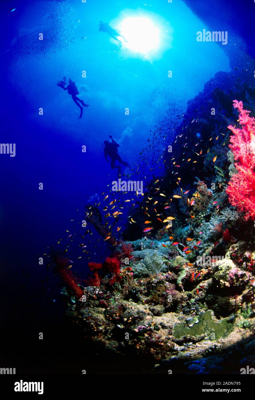 Divers on a coral reef. Coral reefs are extensive and diverse marine