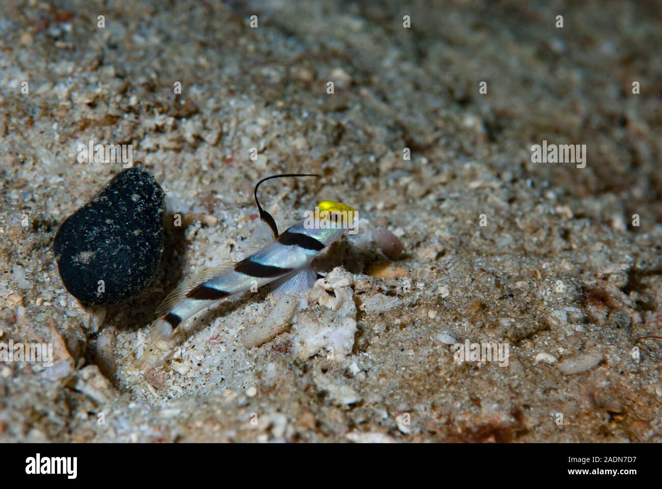 Stonogobiops nematodes (Black-Rayed Shrimpgoby) Stock Photo