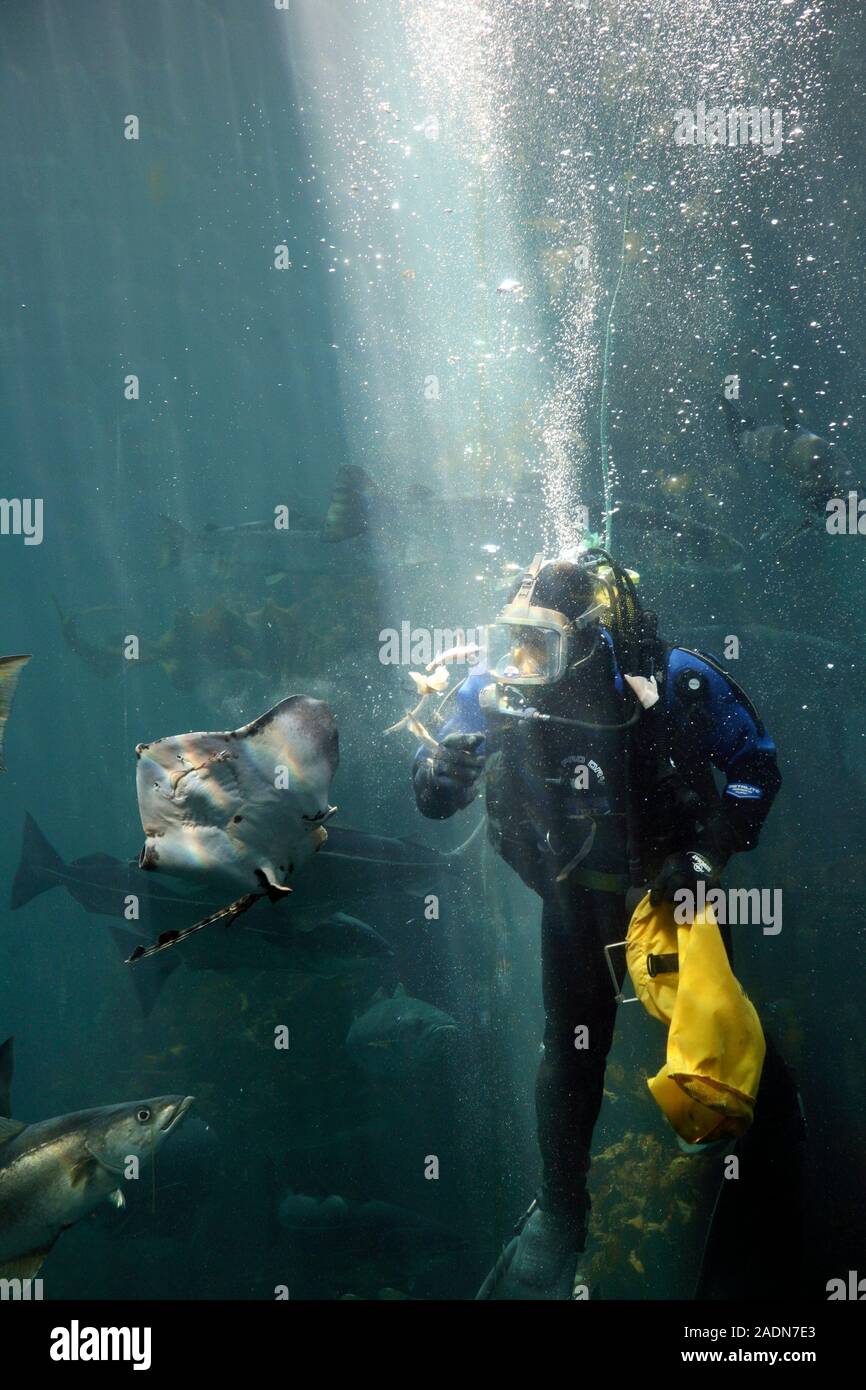 Scuba diver feeding fish in an aquarium. Photographed in Alesund