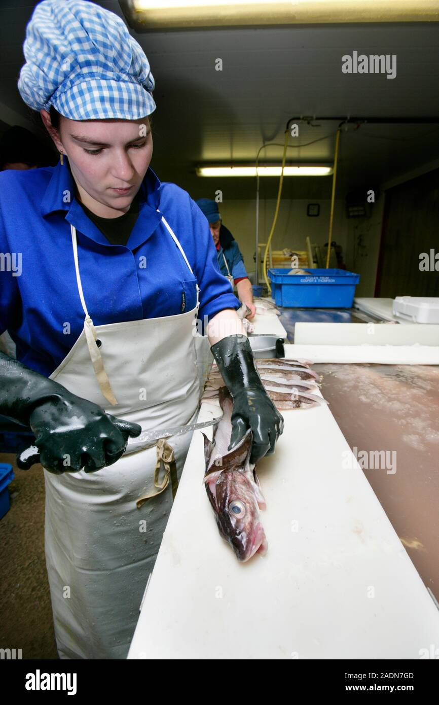 MODEL RELEASED. Filleting fish. Factory worker filleting gutted haddock