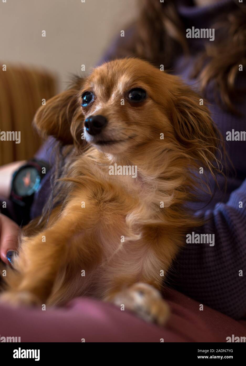 Russian lap dog hi-res stock photography and images - Alamy