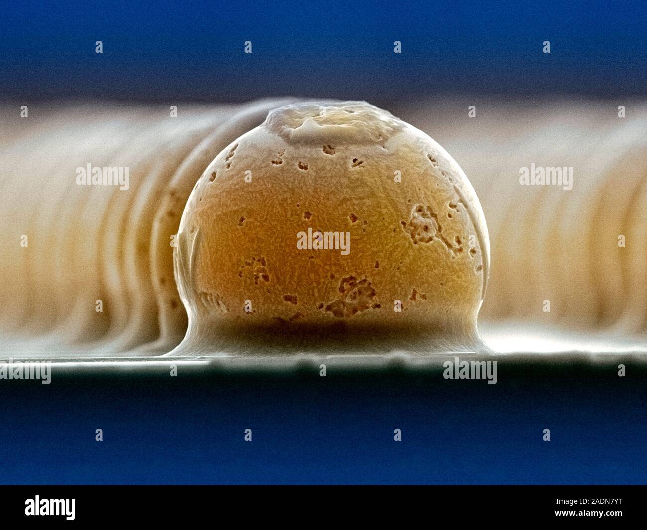 Solder bumps. Scanning electron micrograph (SEM) of rows of solder