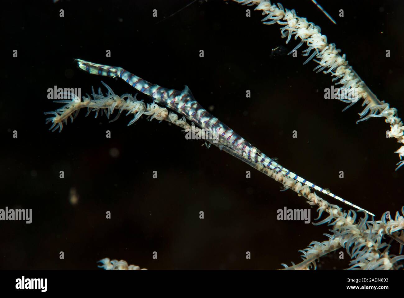 Saw-Blade Shrimp Tozeuma armatum Stock Photo