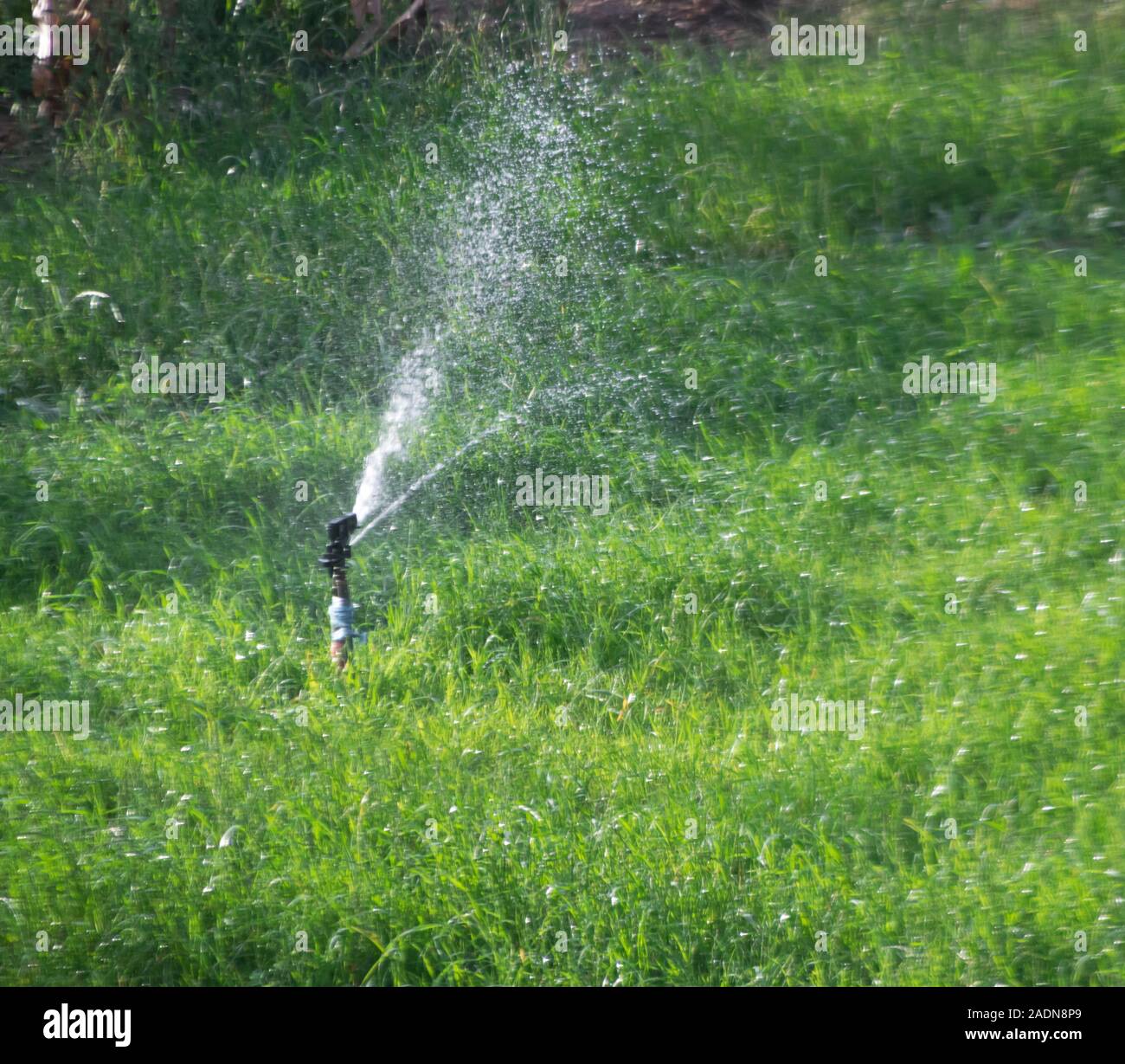 Automatic sprinkler system watering the lawn Stock Photo Alamy