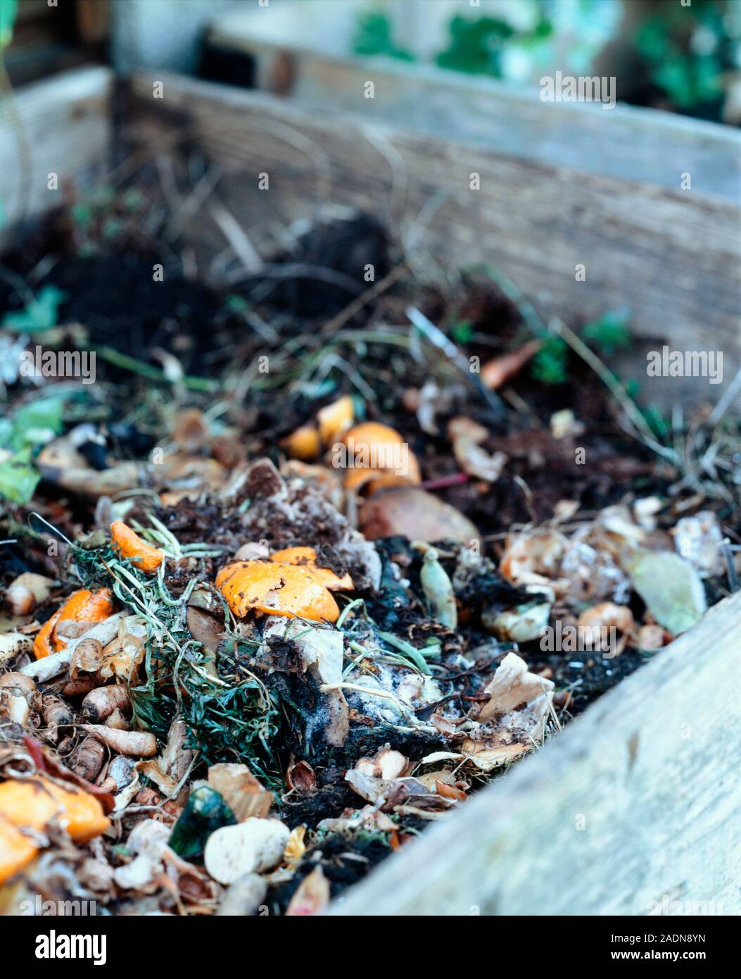 Compost bin containing decaying organic kitchen and garden waste ...