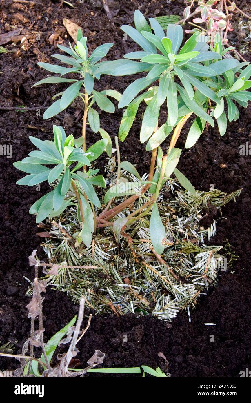 Christmas tree recycling. Chopped Christmas tree branches being used as mulch around the base of