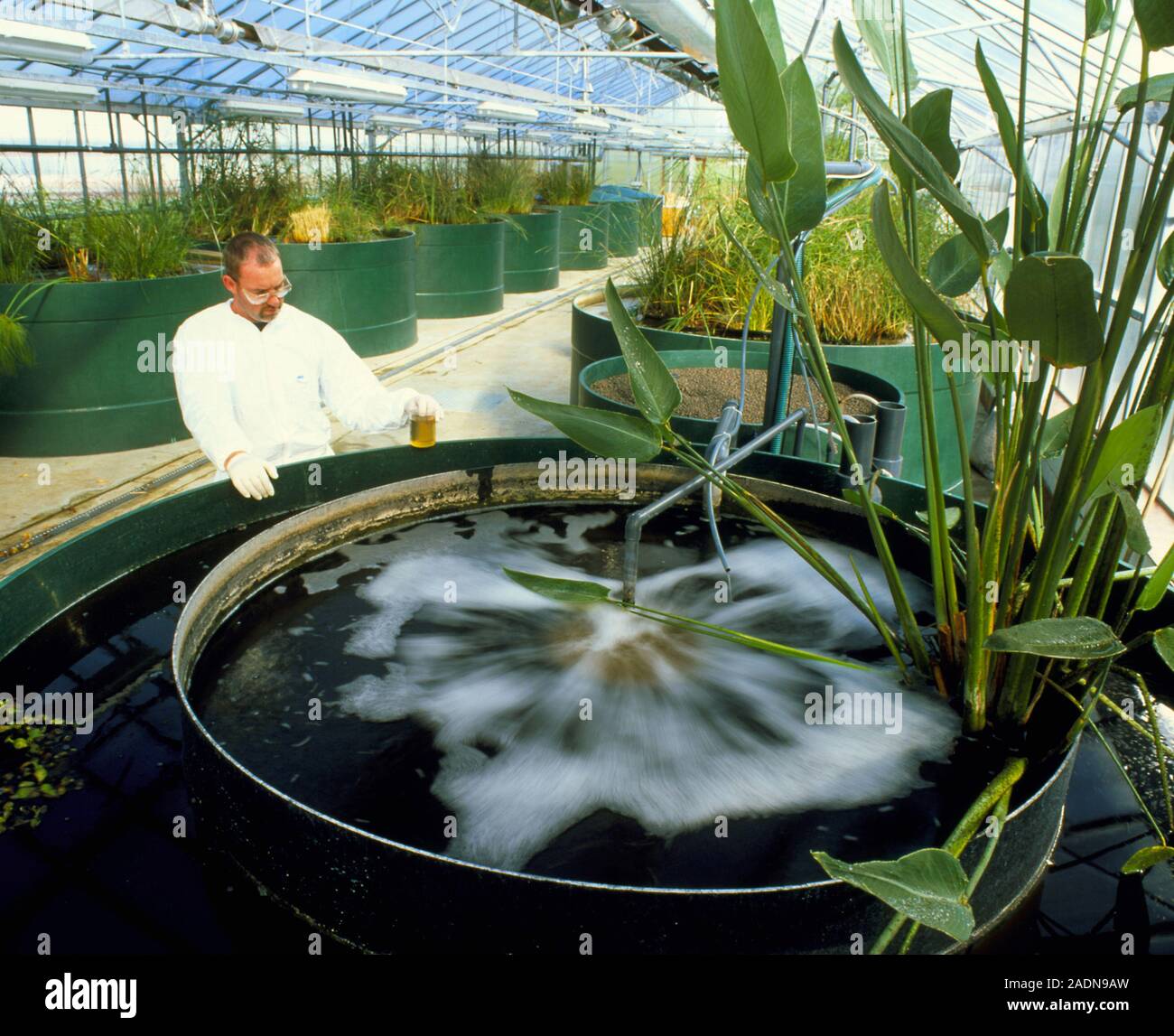 Water treatment. Technician with a Living Machine" ecological water