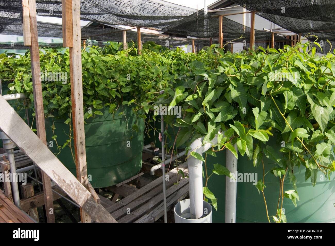 Hydroponic waste management system in Kapalai Island, Sabah, Malaysia
