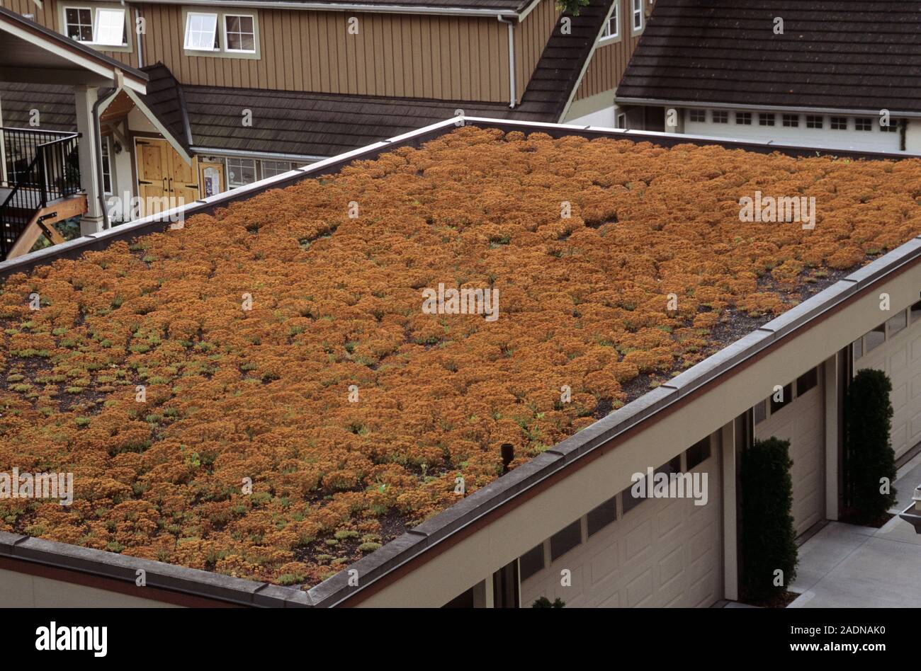 Sedum green roof. Garage roof covered with deciduous Sedum sp. matting ...