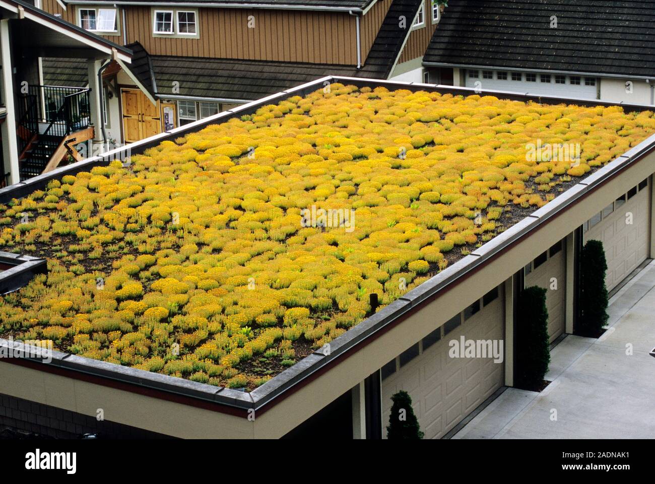 View of Sedum green roof. Garage roof covered with flowering Sedum sp. matting ...