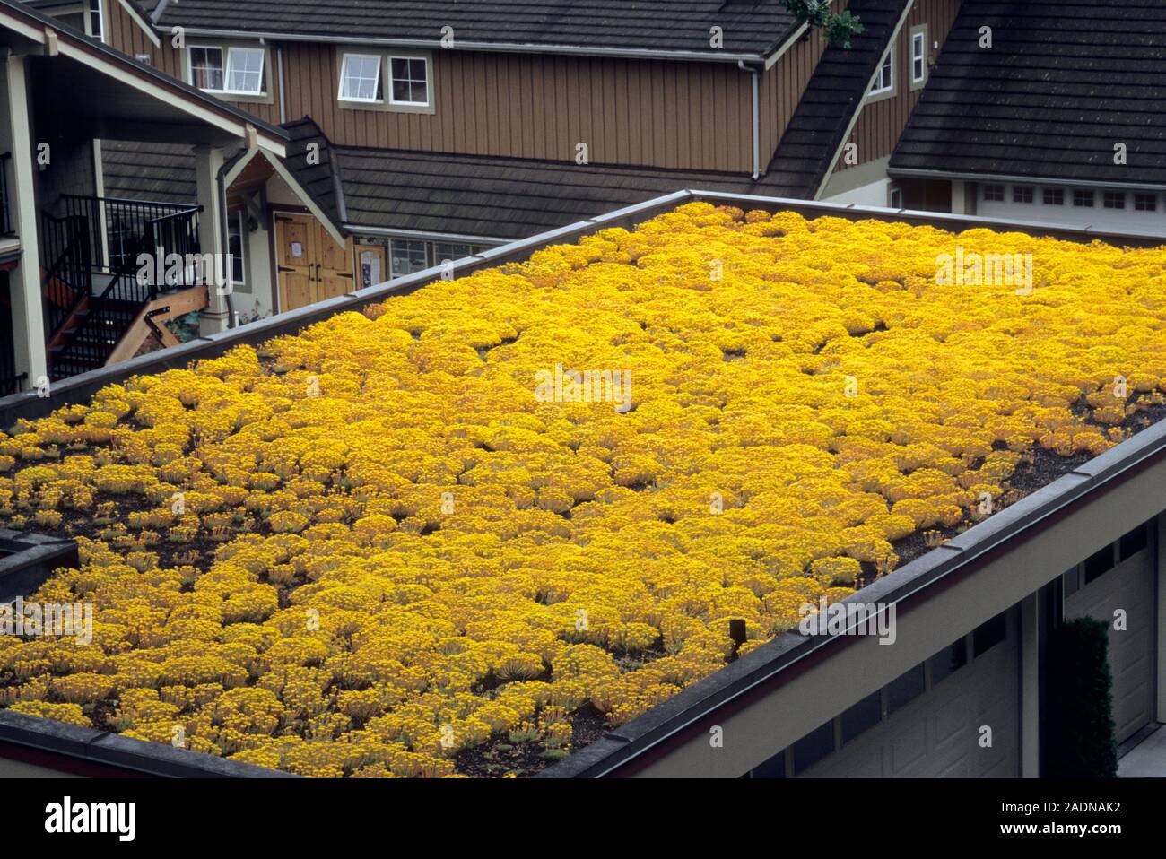 Sedum green roof. Garage roof covered with flowering Sedum sp. matting ... - Drought-Resistant Plants For Green Roofs