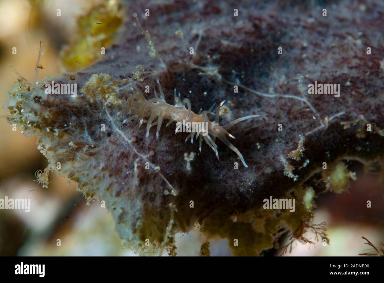 Underwater Marine Life Photography, Sea Creatures Stock Photo - Alamy