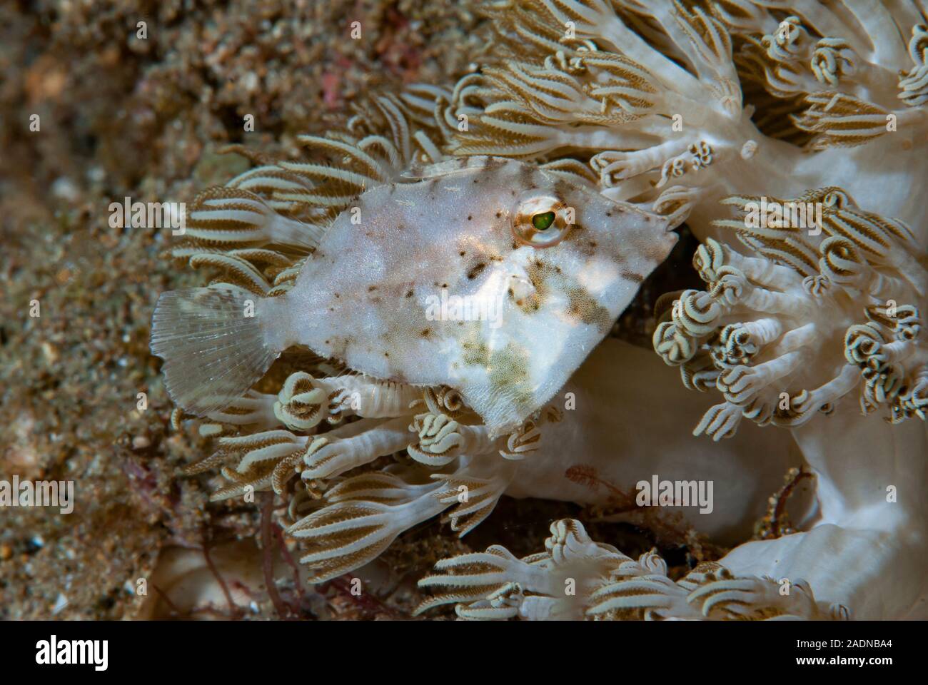Underwater Marine Life Photography, Sea Creatures Stock Photo