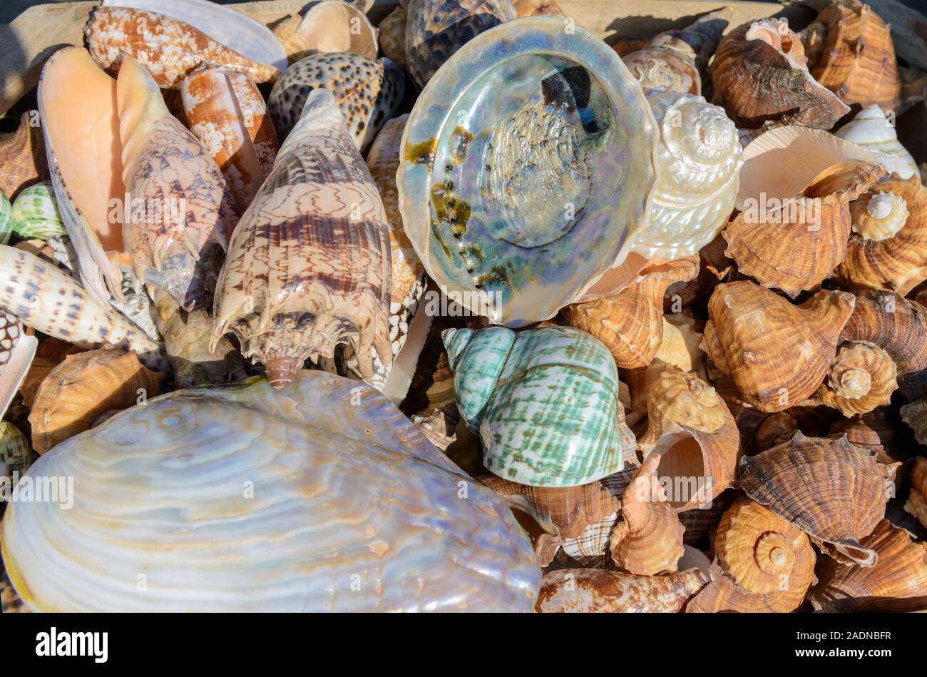 Sea shells collected on the Mediterranean coast in Greece. Tropical mixed seashells background. Marina in Heraklion Greece. 18.08.2017. Stock Photo