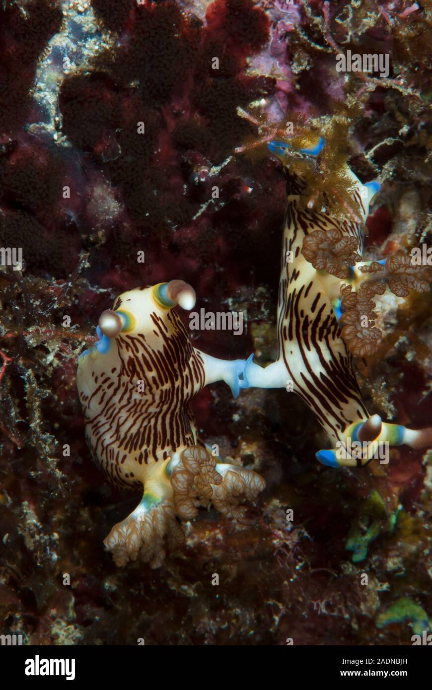 Nembrotha lineolata,Mating Stock Photo