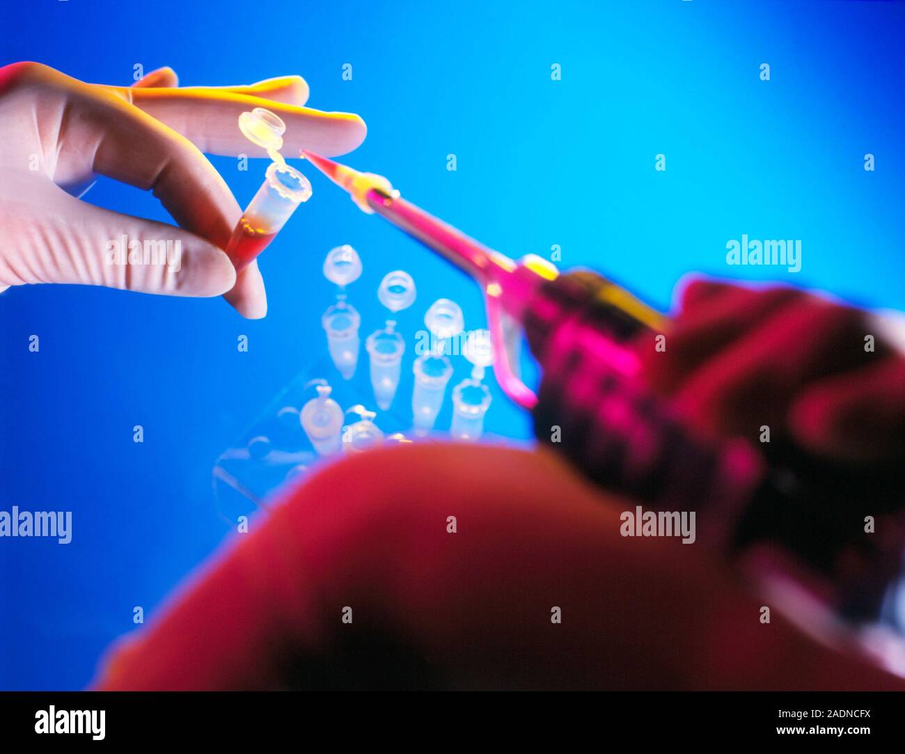 Pipetting solution. Gloved hands pipetting a liquid into a vial using a