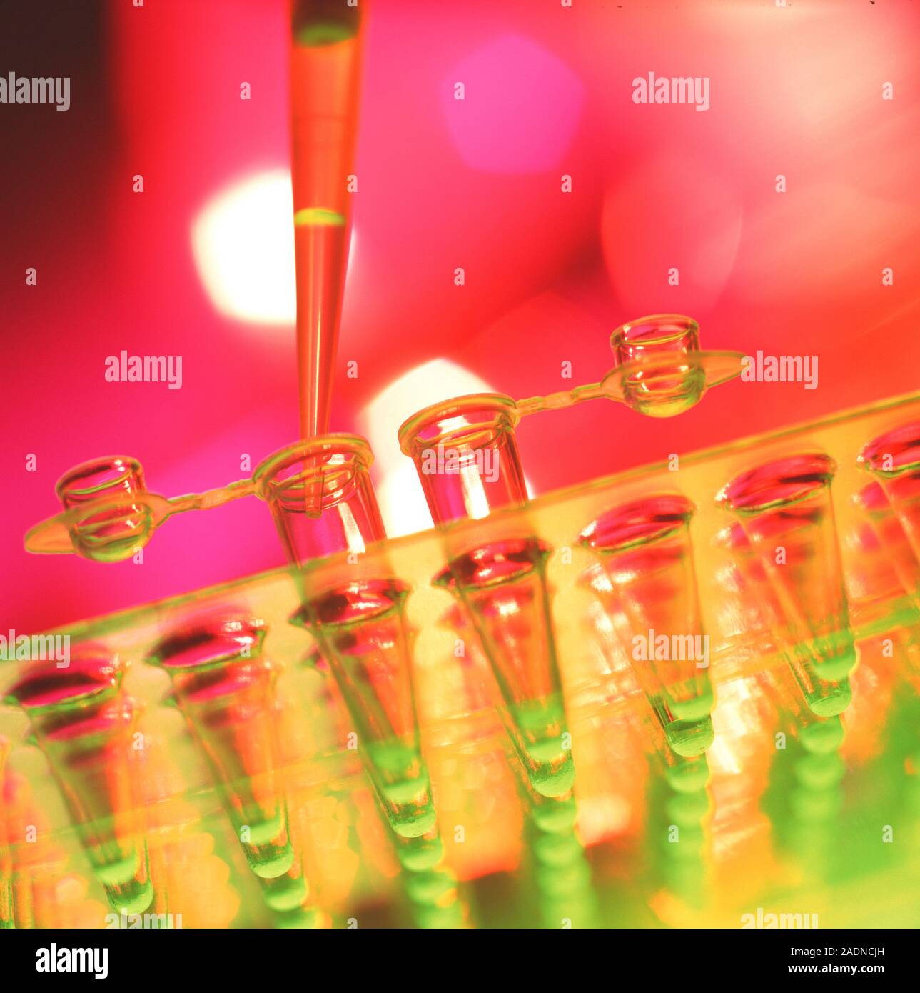 Pipetting. Glass pipette being used to add a measured, exact volume of