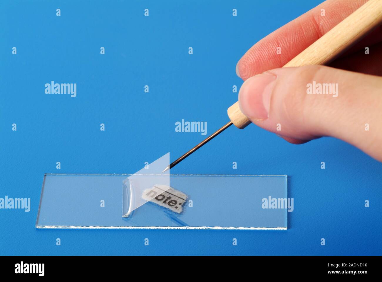 Microscope slide preparation. Needlestick being used to gently lower a coverslip over a sample
