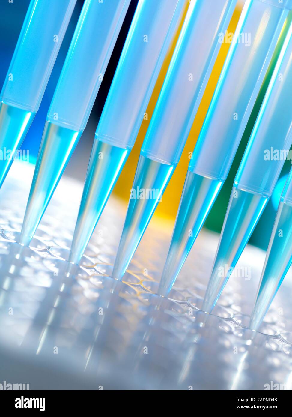Multichannel pipette being used to dispense liquid into test tubes