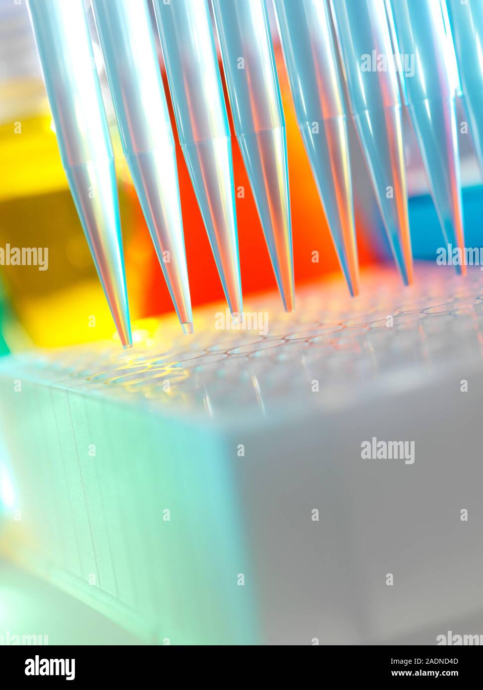 Multichannel pipette being used to dispense liquid into test tubes