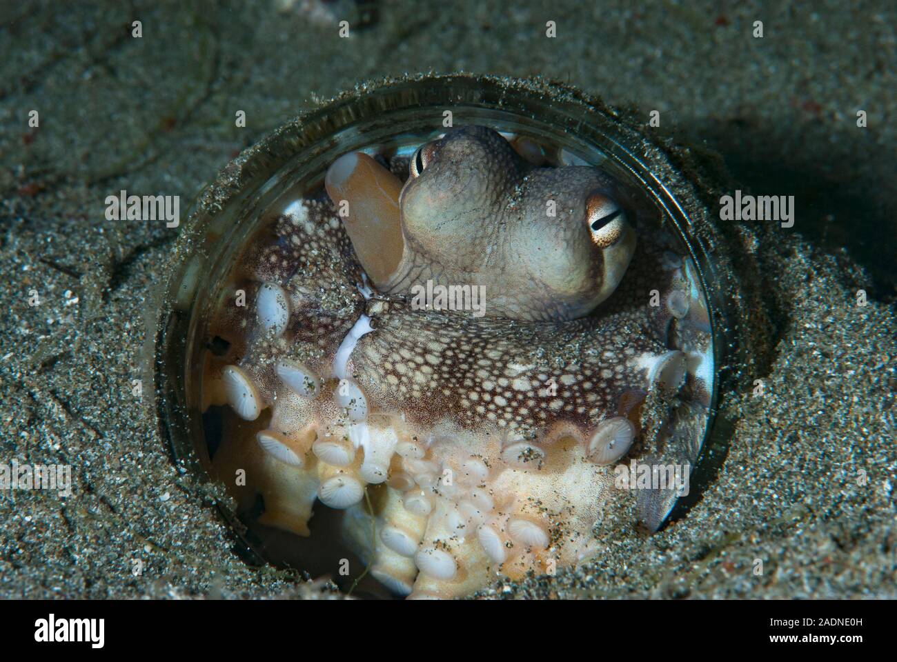Coconut Octopus Amphioctopus marginatus Stock Photo Alamy