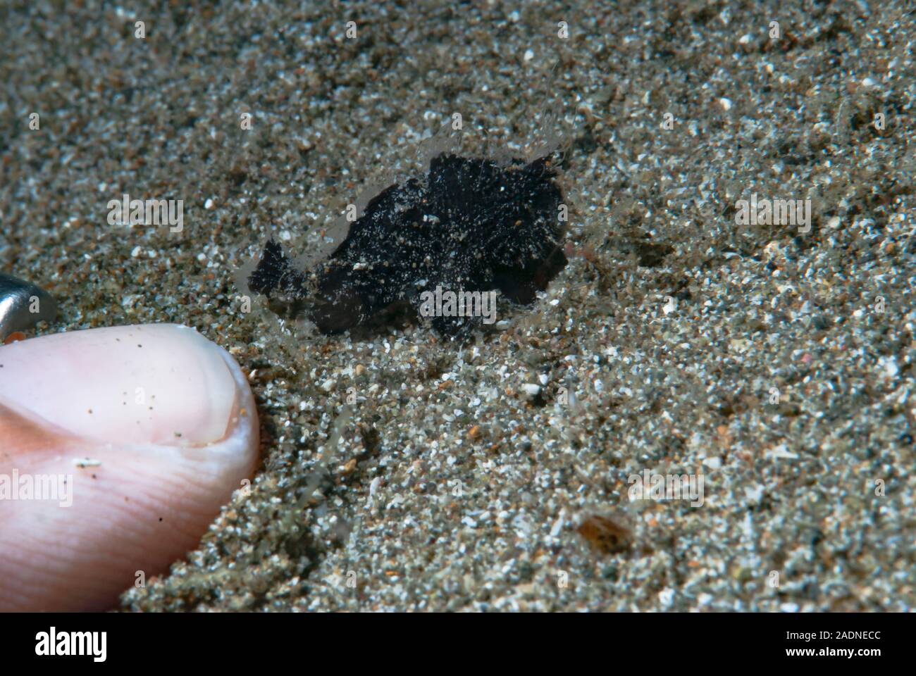 Juvenile Black Frogfish Stock Photo