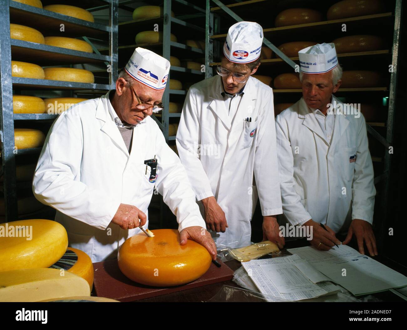 Sampling cheese. Worker taking a sample of an Edam cheese for quality