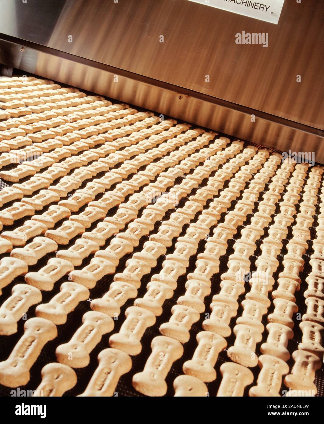 Dog biscuit manufacture. Production line of dog biscuits travelling down a conveyor belt in a food processing factory Stock Photo Alamy