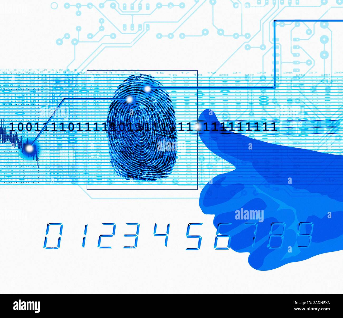 Fingerprint scanning. Conceptual computer artwork of fingerprint ...