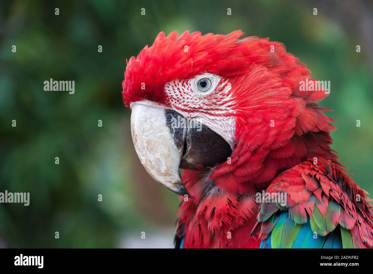 Colorful parakeet, parrot, cockatoo or macaw, typical of the tropics, and south america Stock Photo