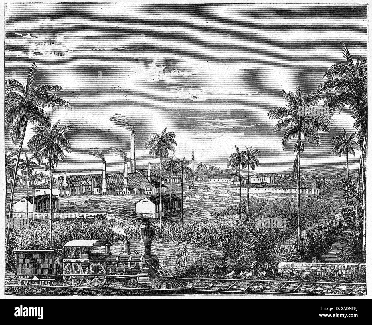 Sugar cane plantation. 19th century artwork of a sugar cane plantation