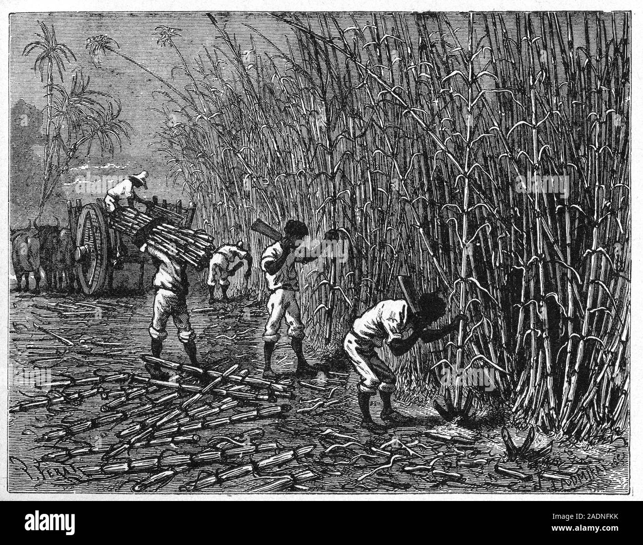 Sugar cane plantation harvest. 19th century artwork of workers